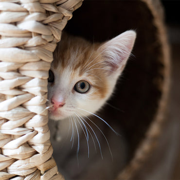 Luxury Elevated Cat Pod